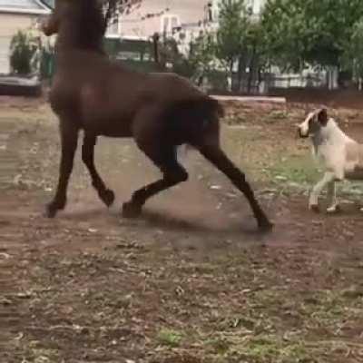 Goodest boy loves his friend.