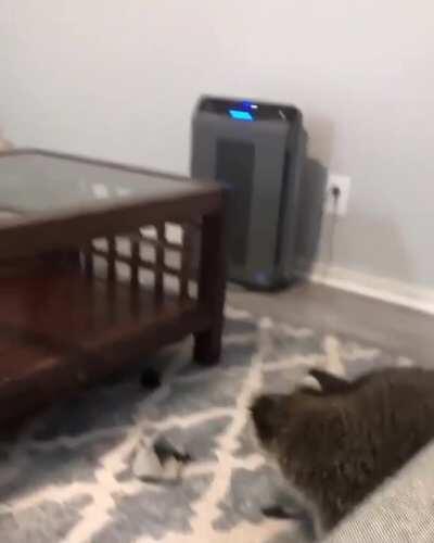 XL trash bandit gives toy a good toss