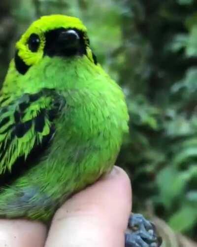 🔥 This Ravishing Emerald Tanager 🔥