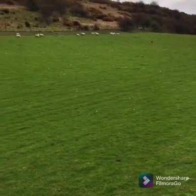 Border Collie herding sheeps