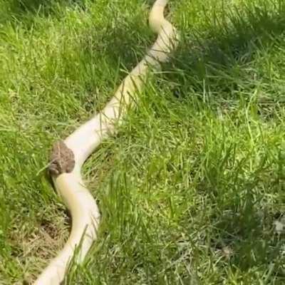 Toad riding a snake