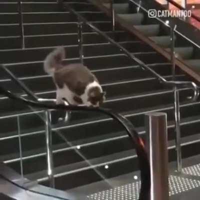 Blessed Cat Treadmill