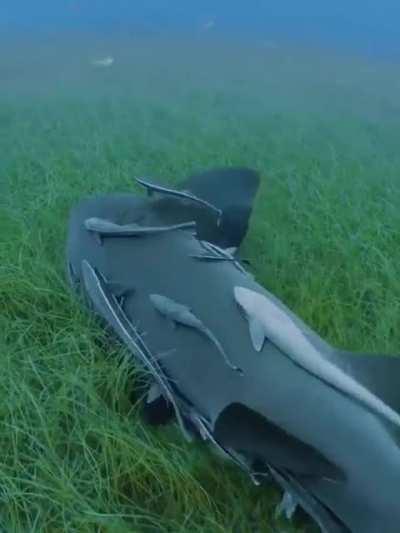 🔥 Shark enjoying some sea grass