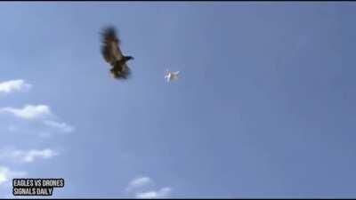 These eagles have been trained to take down drones.