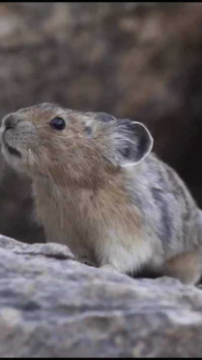 What a Pika sounds like