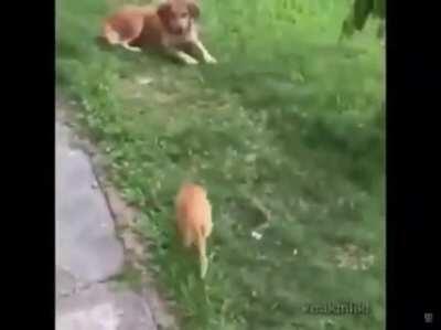 Cat jumps on dog face