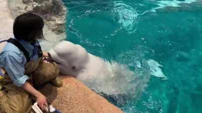 She is Nana, a beluga whale that just wants to play with her caretaker.