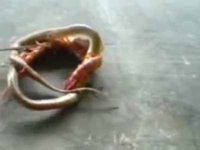 A Huge Centipede Fighting A Snake