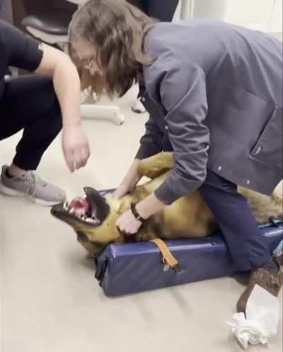 Veterinarian expertly removes a kong toy stuck in a German Shepherd's esophagus.