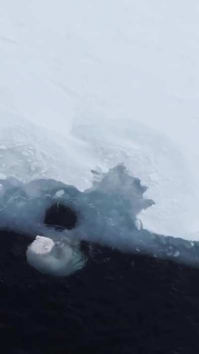 🔥 A polar bear having fun. 🔥