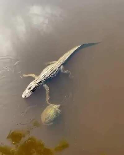 Crocodile and turtle doing a high five