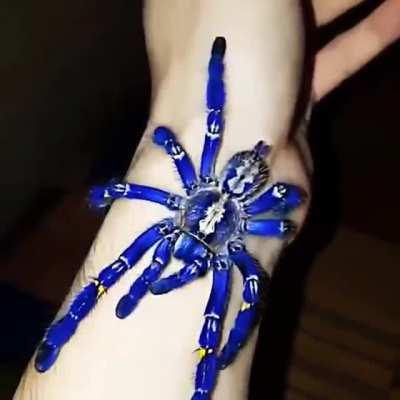 Poecilotheria metallica, also known as the peacock tarantula, is the only species in its genus to be covered in blue hair: it also exhibits an intricate fractal-like pattern on the abdomen.