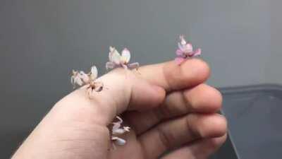 Baby orchid mantises