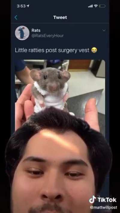 Cute rat