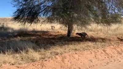 cheetah sneaking up on prey