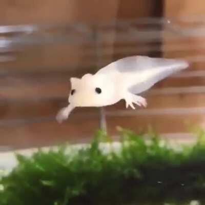 Baby axolotl