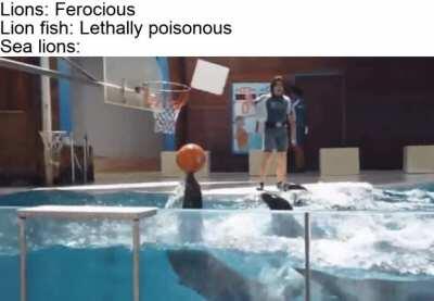 danger 100, basketball 10000