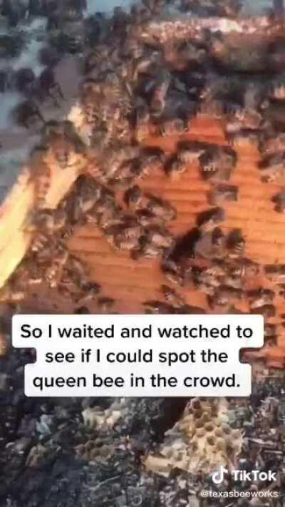 She saved a whole colony of bees. What a legend.