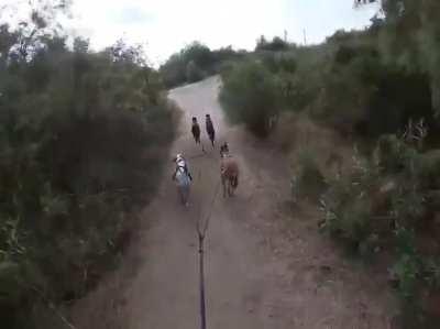 Dogs pulling bicycle along and running a course