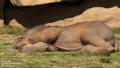 Mother elephant can’t wake baby who's asleep and asks the keepers for help