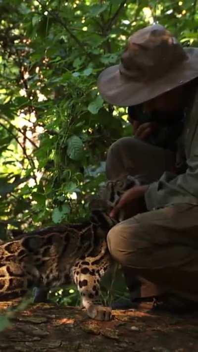 Young Ocelot wants some scratches