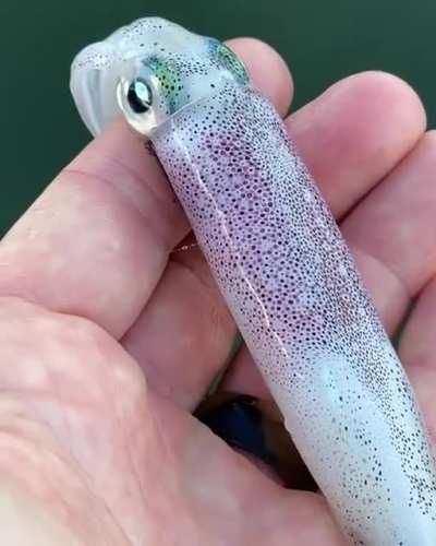 Just beneath the surface of this squid’s skin are thousands of color-changing cells called chromatophores [by Drew Chicone]