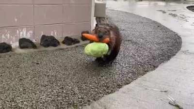 Here's a Beaver carrying a carrot and a head of lettuce back to his home, James is this your brother