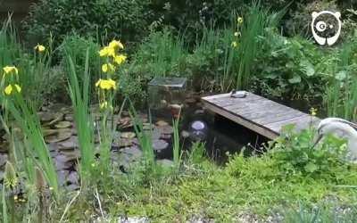 Inverted aquarium, allowing fishes to see outside their pond