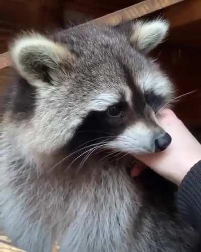 Raccoons are so adorable