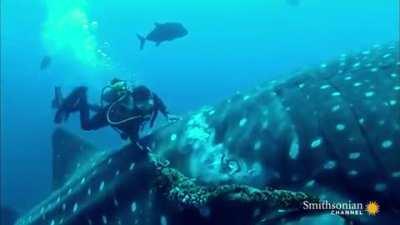 🔥 Diver cuts rope off of whale shark.