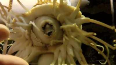 Nautilus Feeding: Mouth Close-Up