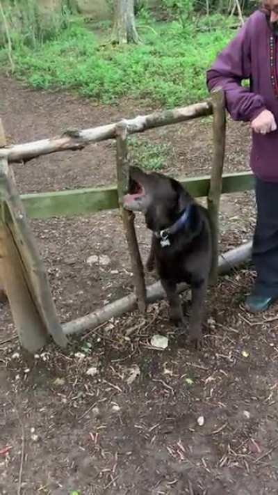 I made a post earlier about my doggo who walked past a million other sticks and chose the one hanging from a tree with a rope. Well, it was a tiny white lie. He chose this one as well...