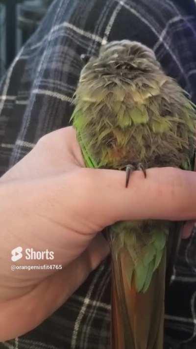 Sleepy Conure