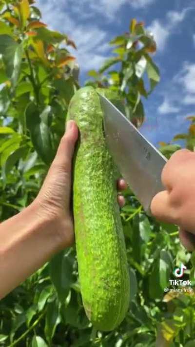 This obscenely long avocado.