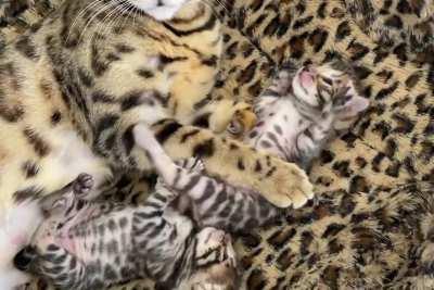 Cute chubby baby Bengals.