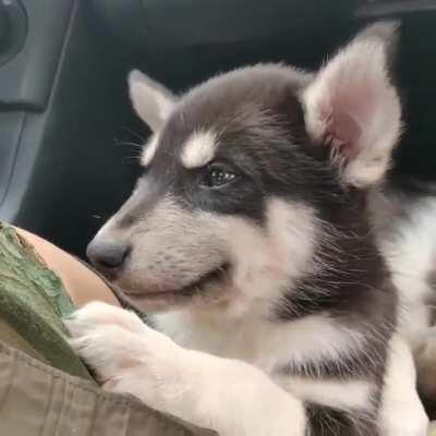 Cassius the Siberian Husky Puppy Smiling