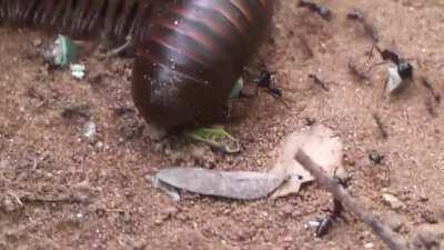 🔥 Millipede trying to cross ant highway