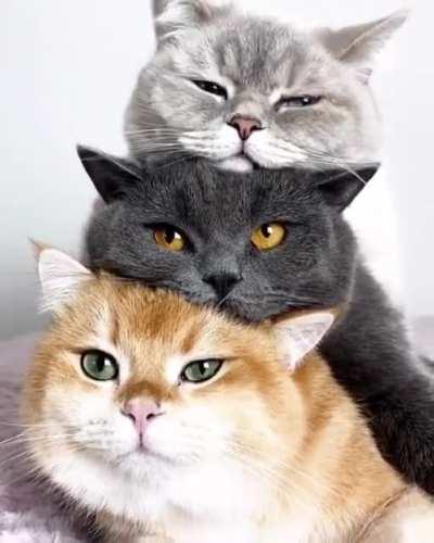 Tower of Meow