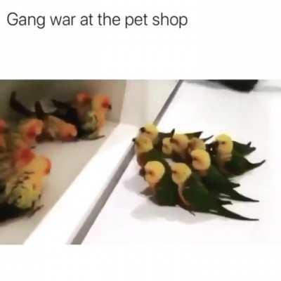 Wunky gang war. Which wunk gang would win? 