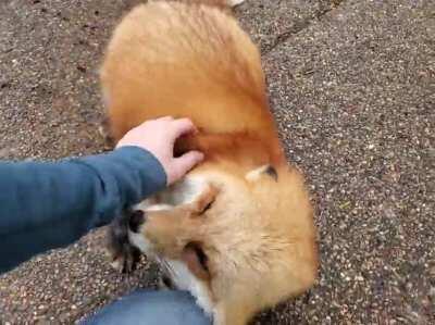 One fox a day keeps the sadness away