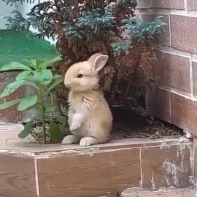 This is definitely the cutest bunny I have ever seen.