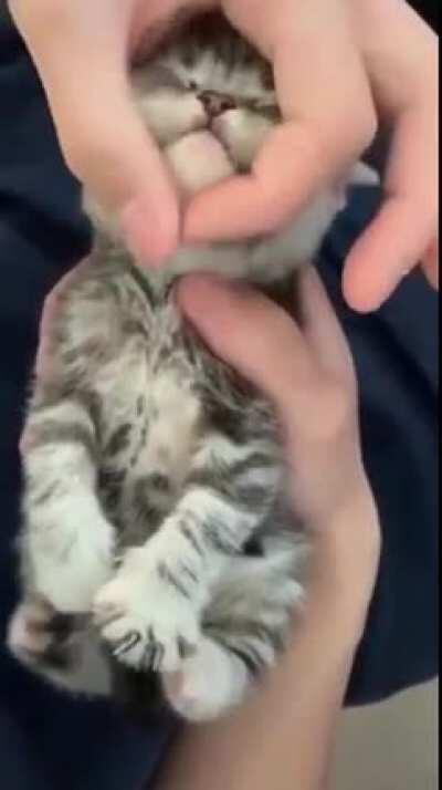 Very cute kitten