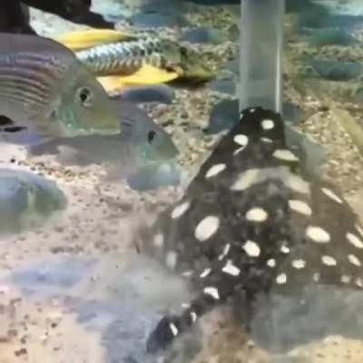 How a stingray is fed