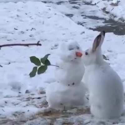 Rabbit meets snowman