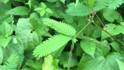 Mimosa pudica is one of several plant species that exhibit rapid movement when touched