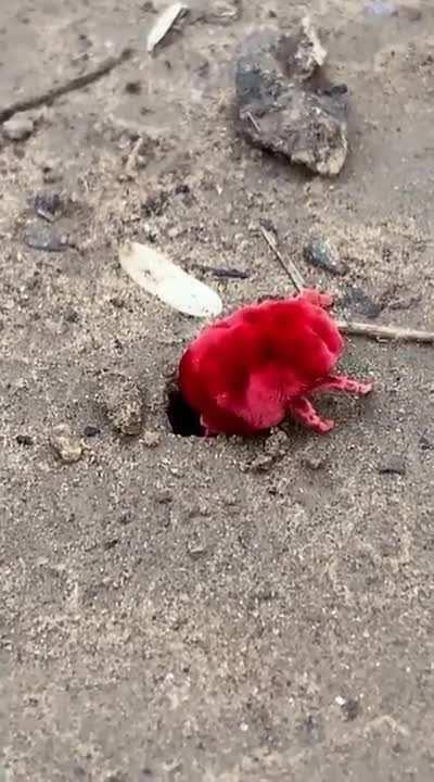 🔥 A giant red velvet mite in India trying to squeeze back into its hole