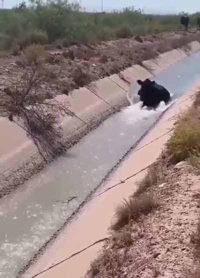 A cow as a dam