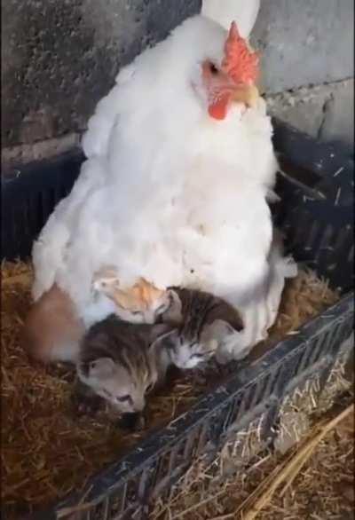 a mother hen is gonna mother hen