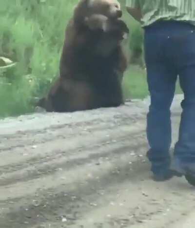 Injured Bear