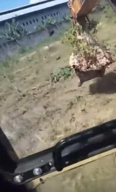 Guy destroys hornet’s nest with a rear actor, nobody knows if he’s alive or not